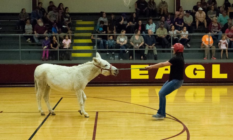 Coach Tuerck attempts to control her donkey.