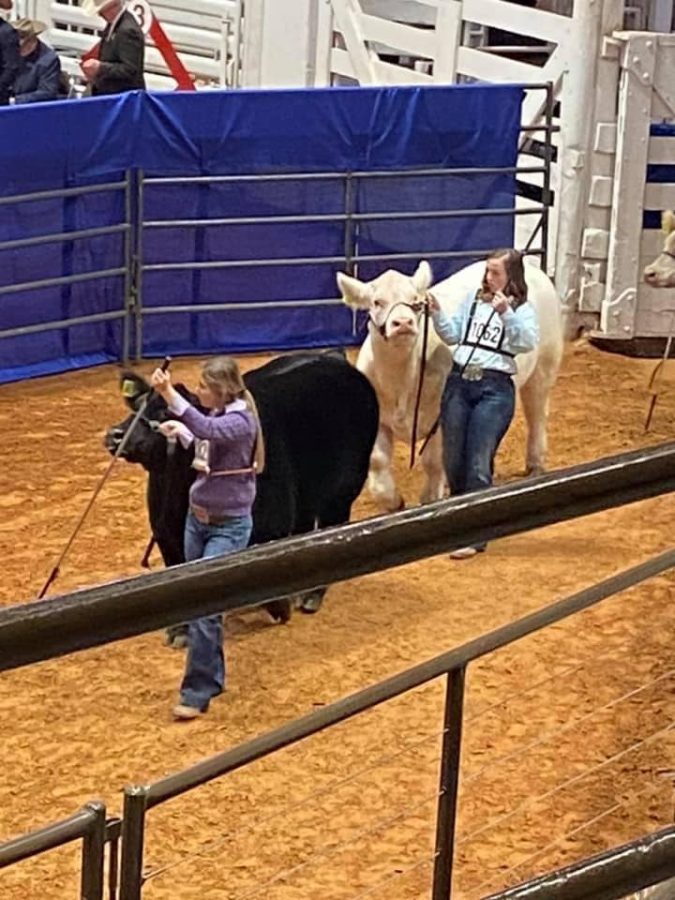 Eighth grader Hannah Bosely shows her cow.